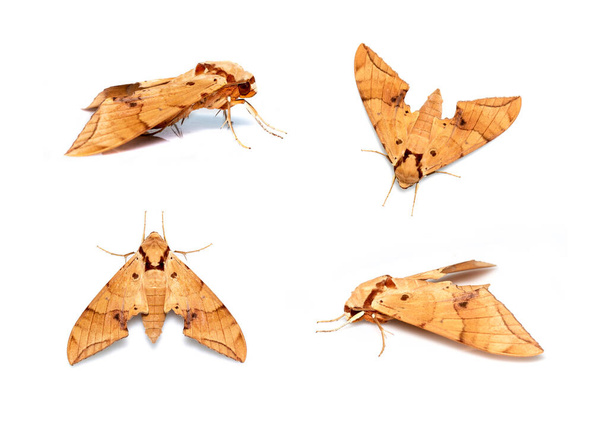 Grupo de polilla marrón (Ambulyx Iiturata) aislada sobre fondo blanco. Mariposa. ¡Animal! Insectos. - Foto, Imagen