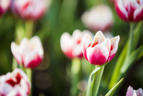 Red white Tulip flower in close up - Fotografie, Obrázek