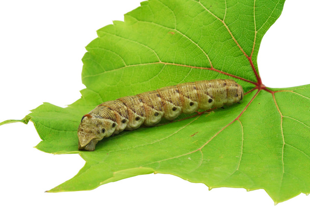 Caterpillar on a grape leaf. - Photo, Image