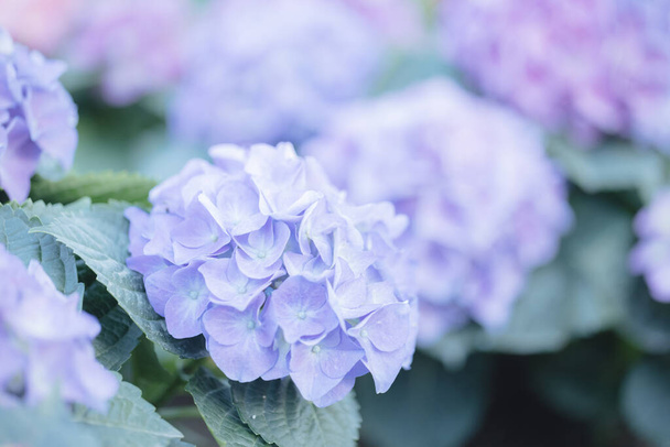 ορτανσία λουλούδι σε κοντινό πλάνο με παστέλ μπλε χρώματα - Φωτογραφία, εικόνα