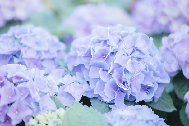 Ortanca çiçeği, pastel mavi renklerle yakın plan. - Fotoğraf, Görsel