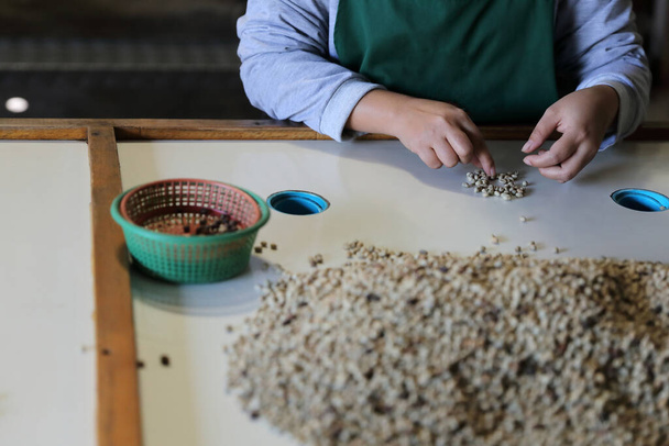 Trabalhadores Mãos escolher grãos de café na fábrica de café - Foto, Imagem