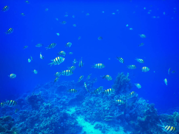 tausend kleine indopazifische Feldwebelfische im blauen Wasser beim Schnorcheln in Ägypten - Foto, Bild