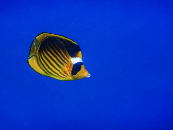 einzelne Tabak-Schmetterlingsfische im tiefblauen Wasser Portrait-Ansicht - Foto, Bild