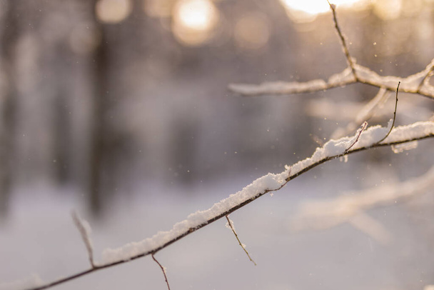 paisaje invernal con ramas de árboles cubiertas de nieve
  - Foto, imagen
