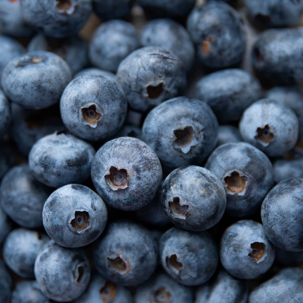 Blueberry fruits, background. Ripe and juicy fresh picked bilberries. - 写真・画像