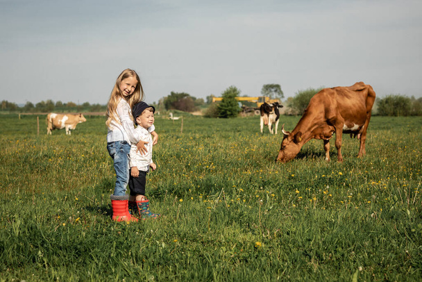 дитячий хлопчик і дівчинка випасають корів на полі, Щаслива сім'я дітей фермера в зеленому полі з великою коровою
, - Фото, зображення