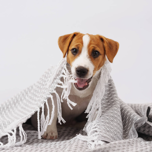 Słodki pies Jack Russell Terrier leży pod szarym kocem. Pięciomiesięczny szczeniak gryzie koc na białym tle - Zdjęcie, obraz
