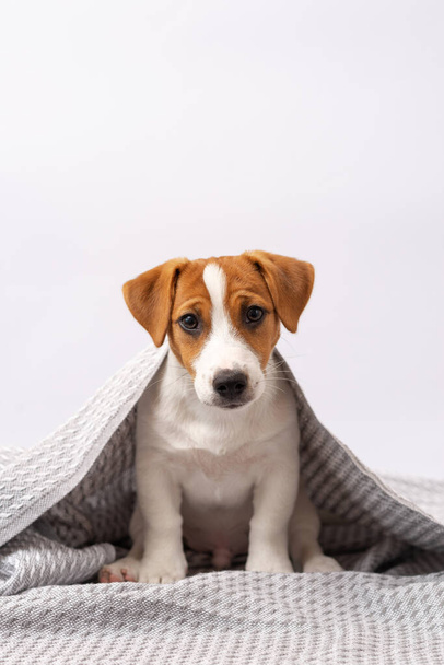 Słodki pies Jack Russell Terrier leży pod szarym kocem. Pięciomiesięczny szczeniak leży owinięty w koc na białym tle - Zdjęcie, obraz