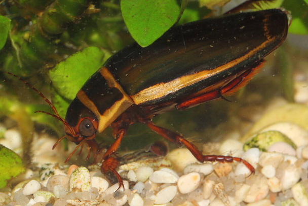 The diving beetle Dytiscus latissimus male in an underwater habitat - Photo, Image
