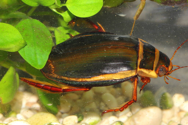 The diving beetle Dytiscus latissimus male in an underwater habitat - Photo, Image