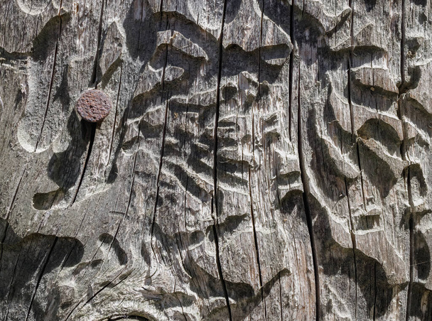 An old wooden board, eaten away by bark beetle larvae. Close-up photo. - Photo, Image