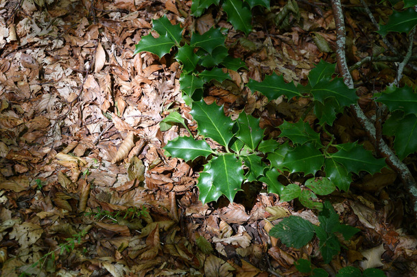 Holly plant in the woods - Photo, Image