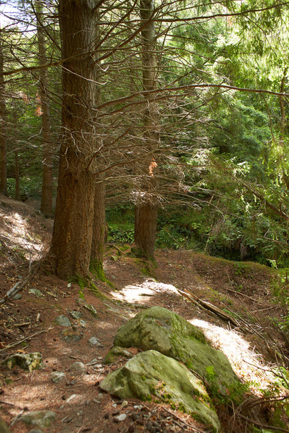Une forêt de pins magique pendant la journée avec de la mousse et de l'herbe. - Photo, image
