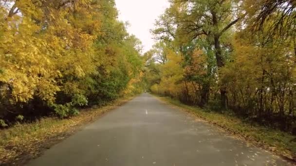 De weg door prachtige herfstbomen tunnel, geel bos en landschap bij zonsondergang - Video