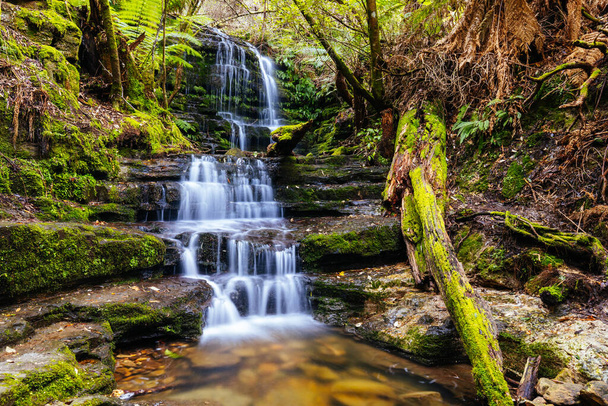 Популярний водоспад Міртл Гуллі, розташований на схилах гори Веллінгтон у теплий весняний день у Гобарті, Тасманія, Австралія. - Фото, зображення