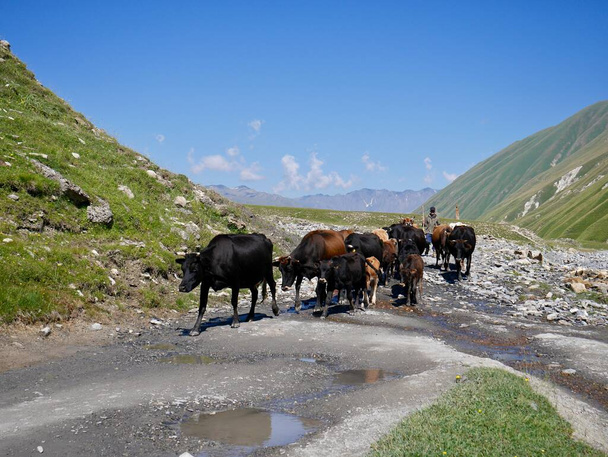 Γεωργιανός βοσκός οδηγεί το κοπάδι των αγελάδων του στην όμορφη κοιλάδα Truso στην περιοχή Kazbegi, Καύκασος βουνά, Γεωργία. Υψηλής ποιότητας φωτογραφία - Φωτογραφία, εικόνα