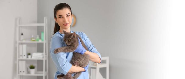 クリニックで灰色の猫を持つ女性獣医師。デザインのバナー - 写真・画像