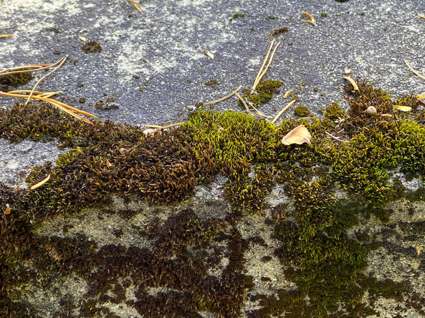 una superficie de follaje de musgo verde roca más audaz formación de piedra fondo de la naturaleza - Foto, Imagen