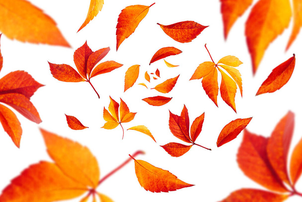 Geïsoleerde bladcollectie. Vallende herfstbladeren op witte achtergrond. Selectieve focus - Foto, afbeelding