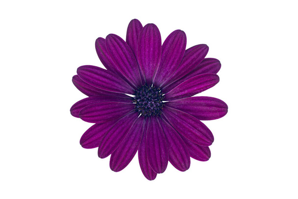 Purple Cape Marguerite (Margarita africana) flor, aislado sobre un fondo blanco - Foto, imagen