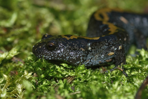 Closeup on a colorful Pacific Westcoast green longtoed salamander, Ambystoma macrodactylum on moss - Photo, Image