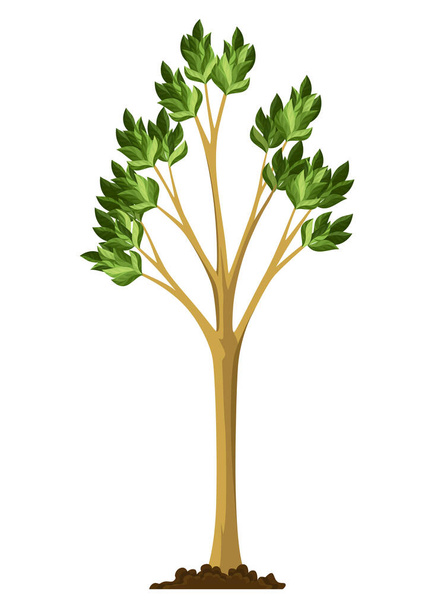 Stage of tree growth. Large tree growth with green leaf and branches. Illustration of business cycle development. - Vector, Image