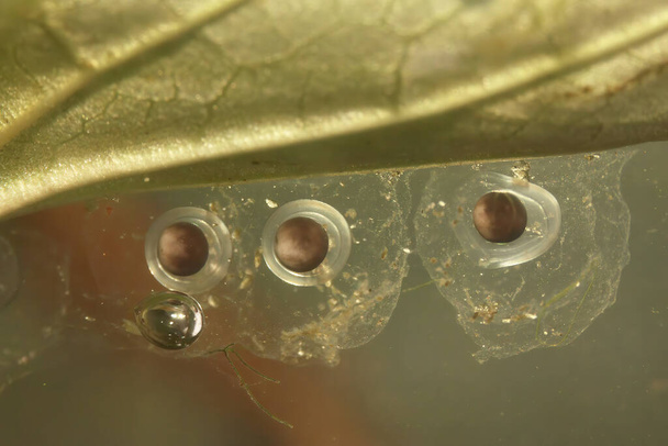 Podvodní detailní záběr na 3 oplodněná vajíčka salamandr dlouhoprstého západního pobřeží, Ambystoma macrodactylum připojený k rostlinám - Fotografie, Obrázek