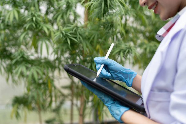 Wetenschapper controleert Cannabis of marihuana of hennepblad in een kas. onkruid, plantaardige alternatieve geneeskunde, cbd olie, farmaceutische industrie Concept. - Foto, afbeelding