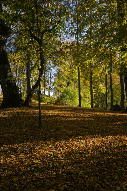 красивый осенний пейзаж с парком, где оранжевые листья деревьев упали на землю. - Фото, изображение