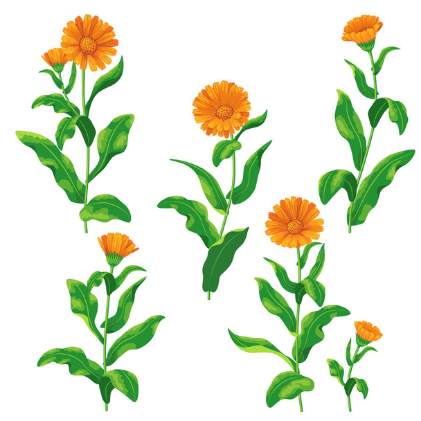 Цветы календулы
 - Вектор,изображение