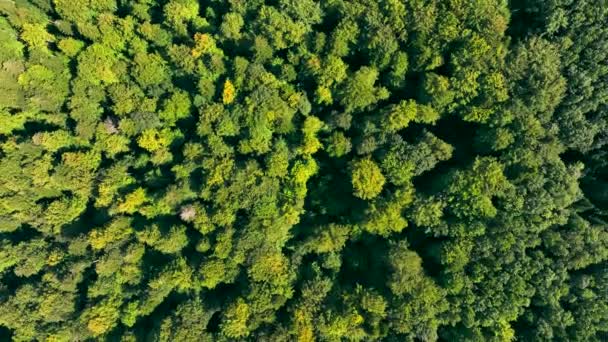 Aerial Top näkymä metsään kesällä. Lento tiheän metsän yllä korkealla. Vihreän metsän tausta ja puiden latvojen rakenne - Materiaali, video
