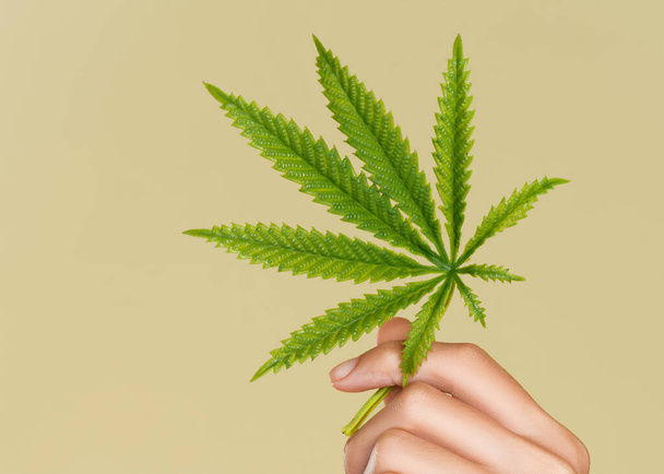 Closeup hand of ardent model with healthy fresh skin holding hemp or cannabis leaf. Symbol of beauty and cannabis concept. Flat lay. - Photo, image