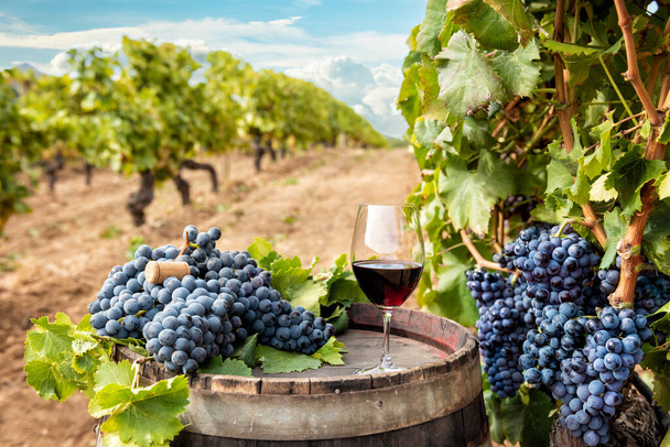 Cannonau wijn. Een beker rode wijn boven het vat tussen de rijen van een wijngaard. Voedsel, dranken. - Foto, afbeelding