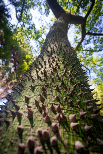 Uma árvore interessante com um tronco espinhoso. Floss árvore de seda. (Ceiba speciosa). - Foto, Imagem