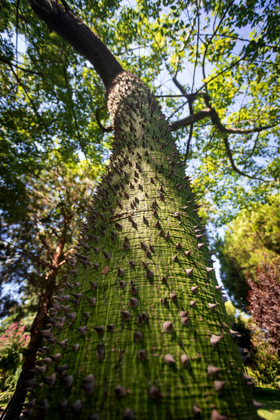 Uma árvore interessante com um tronco espinhoso. Floss árvore de seda. (Ceiba speciosa). - Foto, Imagem