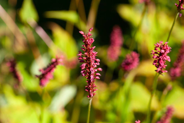 Flower of a princess feather plant, Persicaria orientalis - Photo, Image