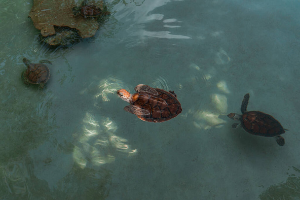 Μάιος, 2022. χελώνες διάσωσης μέσα στο πάρκο Xcaret, στην Playa del Carmen. - Φωτογραφία, εικόνα