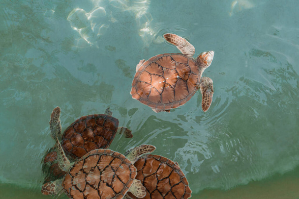 Μάιος, 2022. χελώνες διάσωσης μέσα στο πάρκο Xcaret, στην Playa del Carmen. - Φωτογραφία, εικόνα