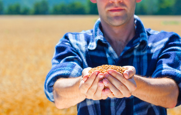 agricultor feliz segurando milho de trigo maduro
 - Foto, Imagem