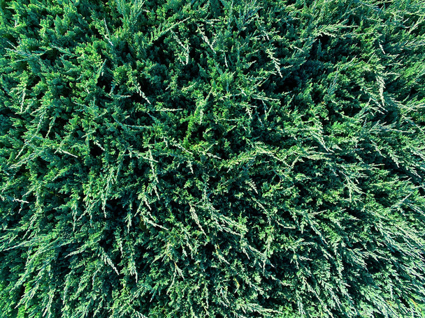 зимова хвойна вічнозелена ялинка Різдво крупним планом свято соснової гірлянди прикраса
 - Фото, зображення