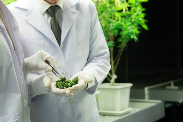 閉鎖科学者は、治癒的な屋内大麻植物水耕栽培から収穫されたピンセットで大麻雑草の芽を満足させるヒープを把握する。高品質の概念のための成長施設での大麻農場 - 写真・画像