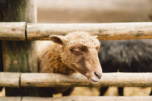 Beautiful Dwarf sheeps on the farm. Animals on farming, agriculture. - Valokuva, kuva