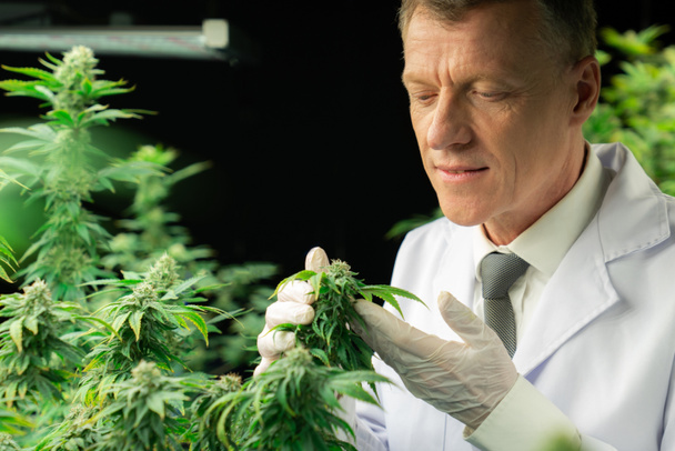 Uno scienziato maschio ispeziona le foglie gratificanti della pianta di cannabis. Ricercatore che lavora sull'ispezione della cannabis in un impianto di coltivazione Cannabis farm per prodotti medicinali a scopo medico. - Foto, immagini