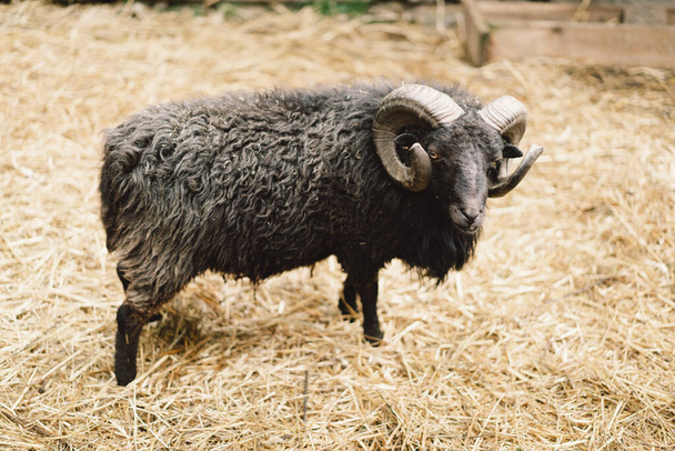 Прекрасні карликові вівці на фермі. Тварини про сільське господарство, сільське господарство
. - Фото, зображення