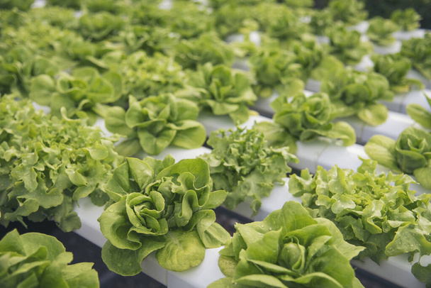 Close up fresh organic hydroponic vegetable plantation produce green salad hydroponic cultivate farm. Green oak lettuce salad in green Organic plantation Farm. Salad farm vegetable green oak lettuce - Photo, Image