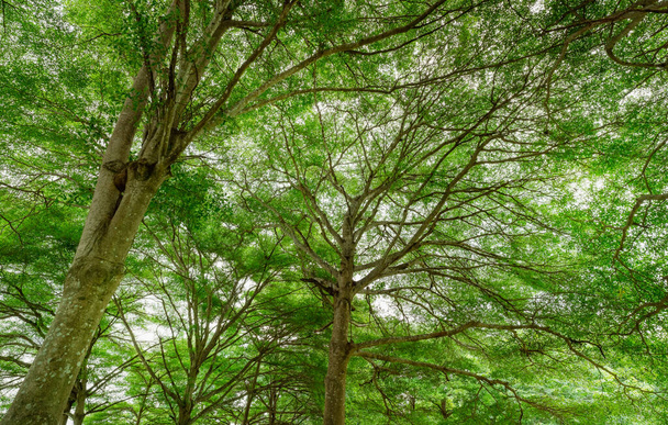 Untere Ansicht eines Baumes mit grünen Blättern im tropischen Wald. Ökosystem. Frische Umgebung im Park. Grüne Bäume geben im Sommergarten Sauerstoff ab. Baumplantagen zur Reduzierung von Kohlendioxid. Kohlenstoffausstoß. - Foto, Bild