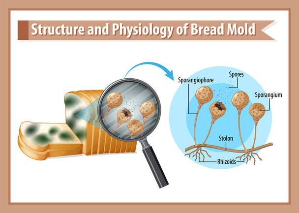 Structuur en Fysiologie van Broodschimmel illustratie - Vector, afbeelding