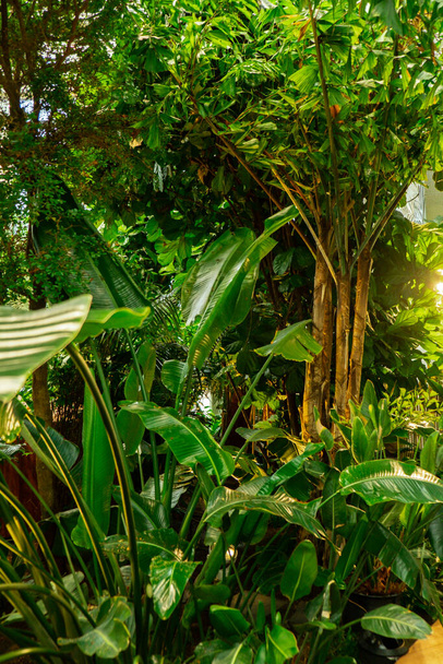 Зеленые растения в ботаническом саду. Свежий природный фон. Зеленый интерьер. Фрагмент интерьера теплицы с тропическими и внутренними растениями. Садоводство. Растения и городские джунгли - Фото, изображение
