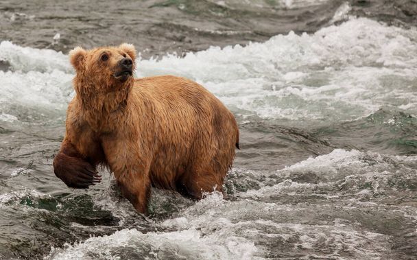 Um urso pardo a caçar salmão em Brooks cai. Costa Brown Grizzly Bears pesca no Parque Nacional Katmai, Alasca. Temporada de verão. Tema da vida selvagem natural. - Foto, Imagem